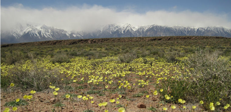 Volcanic Tablelands Calif BLM Bishop Field Office employee. April 28, 2010