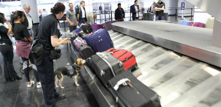 CBP Beagle Frodo inspects bagsess of returning passengers at Chicago's O'Hare Airport (CBP photo)